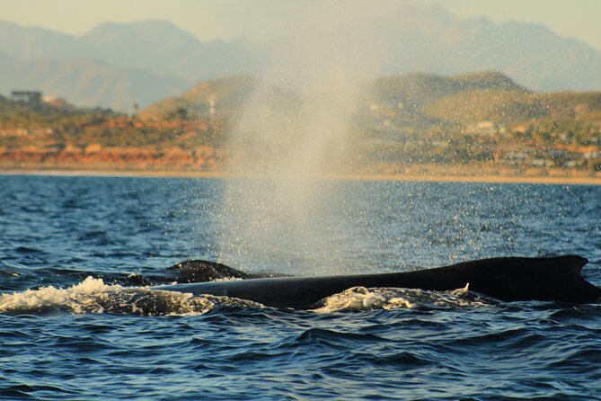 Whale Watching Warranty in San José del Cabo Snacks and drinks - Food, drinks, and comfort on a small 33-foot boat