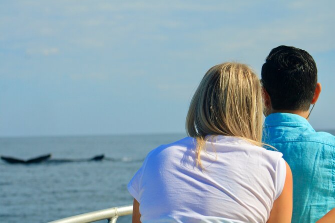 Whale Watching Warranty in San José del Cabo Snacks and drinks - What you can see: humpbacks, calves, dolphins, and sea lions