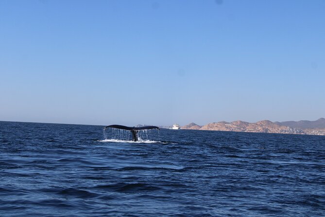 Whale Watching Warranty in San José del Cabo Snacks and drinks - Who should book this whale watch, and who might choose differently