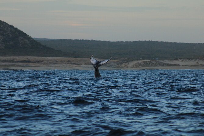 Whale Watching Warranty in San José del Cabo Snacks and drinks - Should you book this whale watching tour in San José del Cabo?