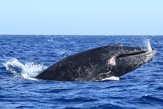 Whale Watching Warranty in San José del Cabo Snacks and drinks - Meeting at La Marina Inn and timing your 8:00 or 10:00 ride
