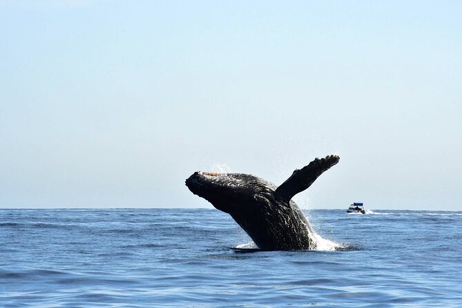 ZODIAC Whale Watch Tour | Cabo San Lucas | Biologist | FREE Pics - Your marine biologist guide: what you learn while you watch