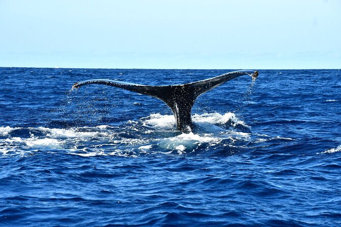 ZODIAC Whale Watch Tour | Cabo San Lucas | Biologist | FREE Pics - The whale hunt: responsible watching and the real meaning of the guarantee