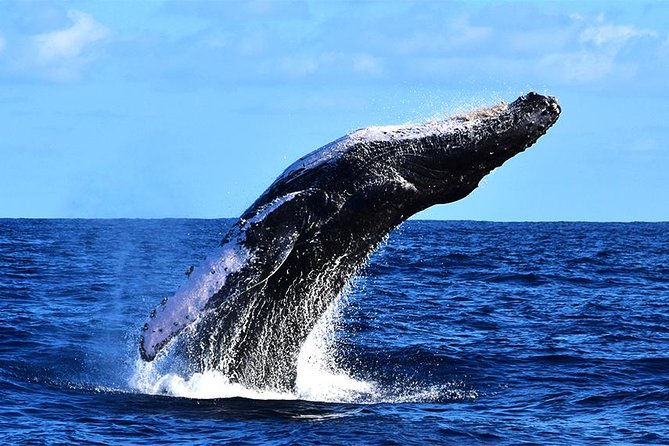 ZODIAC Whale Watch Tour | Cabo San Lucas | Biologist | FREE Pics - Free photos: why they matter more than you think