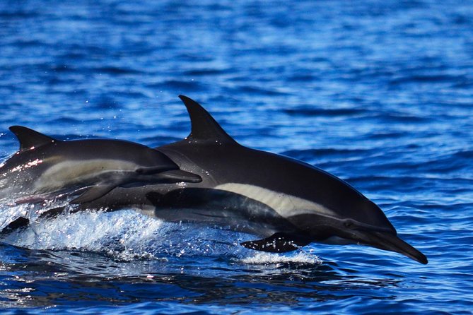 ZODIAC Whale Watch Tour | Cabo San Lucas | Biologist | FREE Pics - What to bring and what you will not get on board
