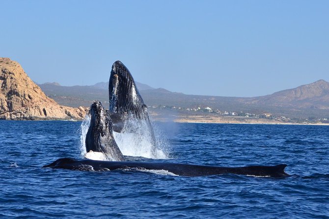 ZODIAC Whale Watch Tour | Cabo San Lucas | Biologist | FREE Pics - Who this tour fits best in real life