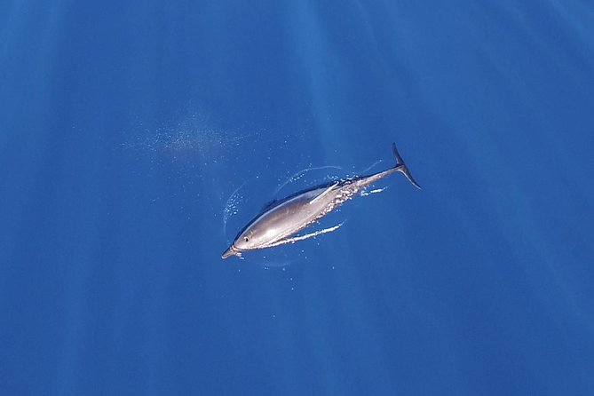 ZODIAC Whale Watch Tour | Cabo San Lucas | Biologist | FREE Pics - Where you’ll go first: the bay route and the big photo stops